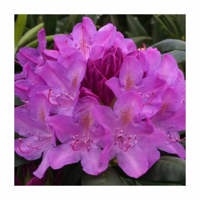Rhododendron 'Roseum Elegans' 1 Rhododendron 'Roseum Elegans'