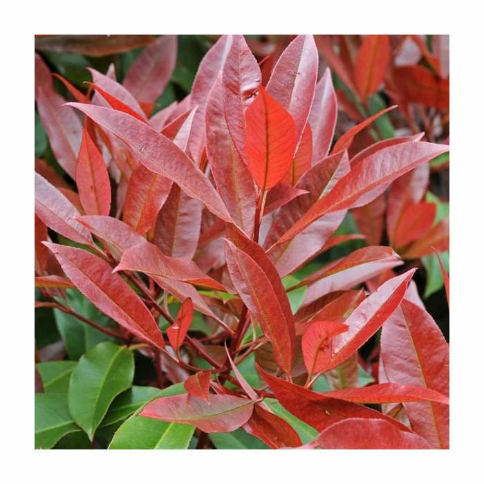 Photinia serrulata 'Red Robin' 1 Photinia serrulata 'Red Robin'