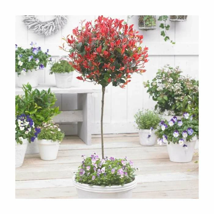 Photinia serrulata 'Red Robin' 2 Photinia serrulata 'Red Robin' - Image 2