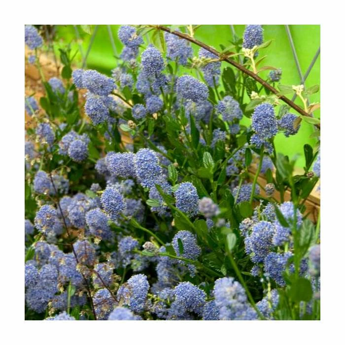 40cm Ceanothus 'Skylark' | 2 Litre Pot 1 40cm Ceanothus 'Skylark' | 2 Litre Pot