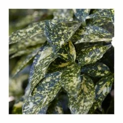 40cm Aucuba Japonica | 2 Litre Pot