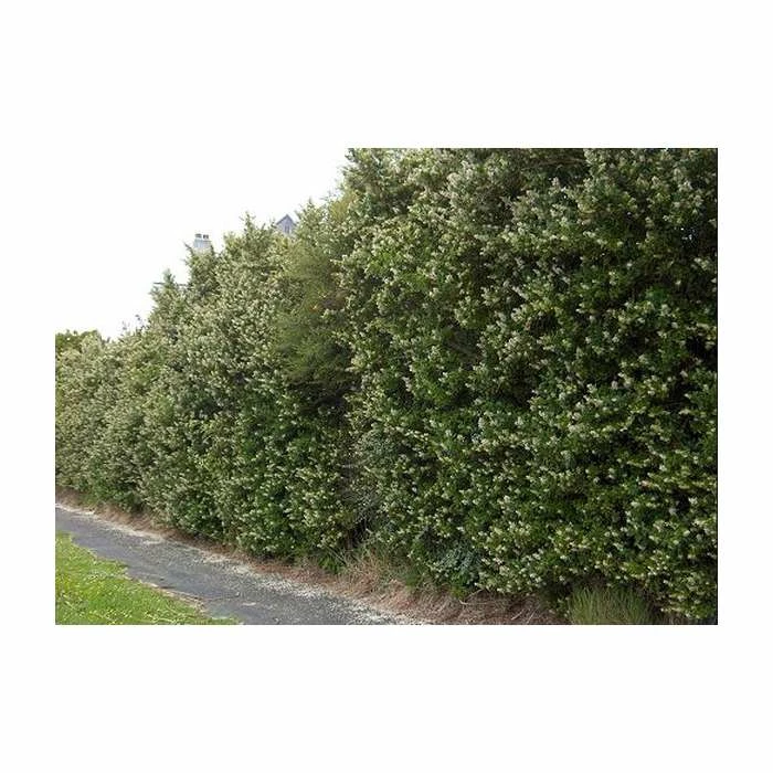 5X Escallonia White Hedging 20-50cm "Iveyi" - 9cm Pot 1 5X Escallonia White Hedging 20-50cm "Iveyi" - 9cm Pot