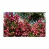 5X Escallonia Red Hedging 20-50cm "Rubra Macrantha" - 9cm Pot