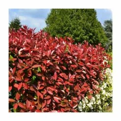 20-50cm Photinia 'Red Robin' | 5x 9cm Pots