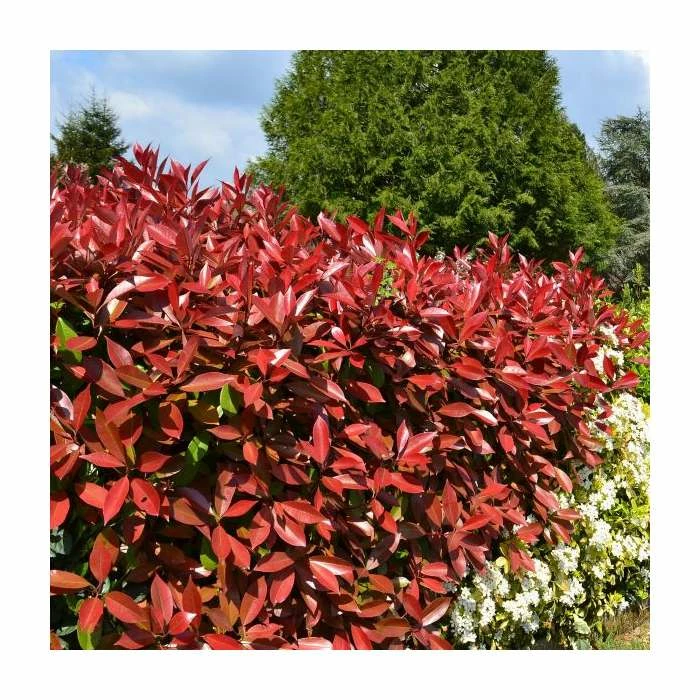 20-50cm Photinia 'Red Robin' | 5x 9cm Pots 1 20-50cm Photinia 'Red Robin' | 5x 9cm Pots