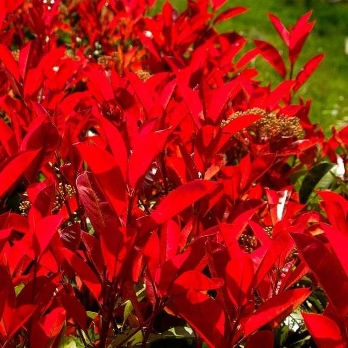 20-50cm Photinia 'Red Robin' | 5x 9cm Pots 2 20-50cm Photinia 'Red Robin' | 5x 9cm Pots - Image 2
