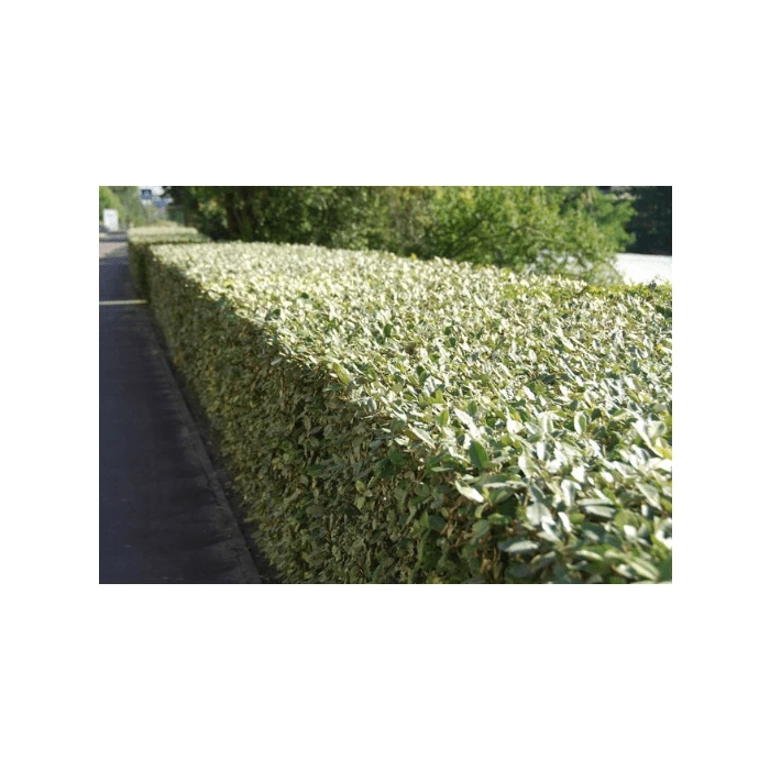 5x 20-50cm Elaeagnus Ebbingei 'Compacta' | 9cm Pot 1 5x 20-50cm Elaeagnus Ebbingei 'Compacta' | 9cm Pot