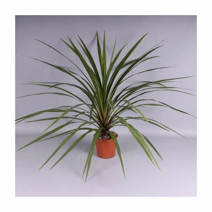 2ft Cordyline 'Peko' | 2 Litre Pot 2 2ft Cordyline 'Peko' | 2 Litre Pot - Image 2