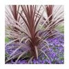 2ft Cordyline 'Red Star' | 2 Litre Pot