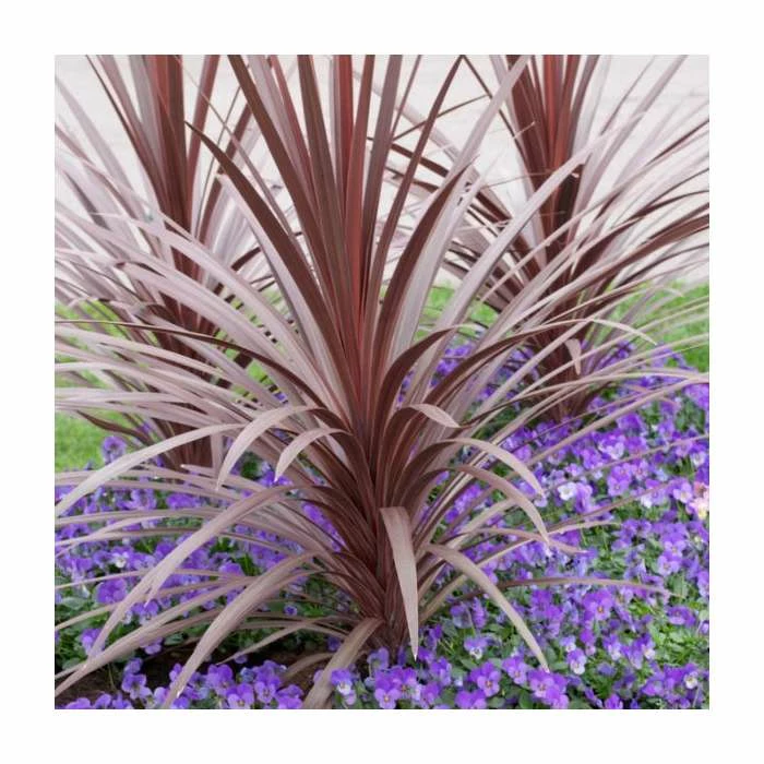 2ft Cordyline 'Red Star' | 2 Litre Pot 1 2ft Cordyline 'Red Star' | 2 Litre Pot