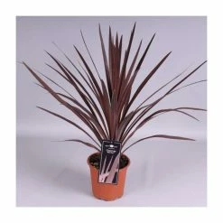 2ft Cordyline 'Red Star' | 2 Litre Pot 3 2ft Cordyline 'Red Star' | 2 Litre Pot -Roots Shop PL52118 rollover image 2f0e