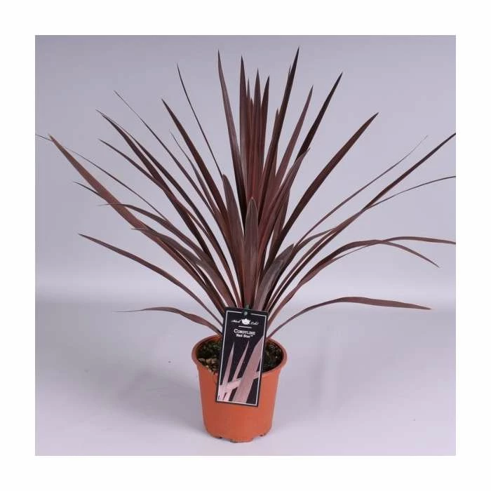 2ft Cordyline 'Red Star' | 2 Litre Pot 2 2ft Cordyline 'Red Star' | 2 Litre Pot - Image 2