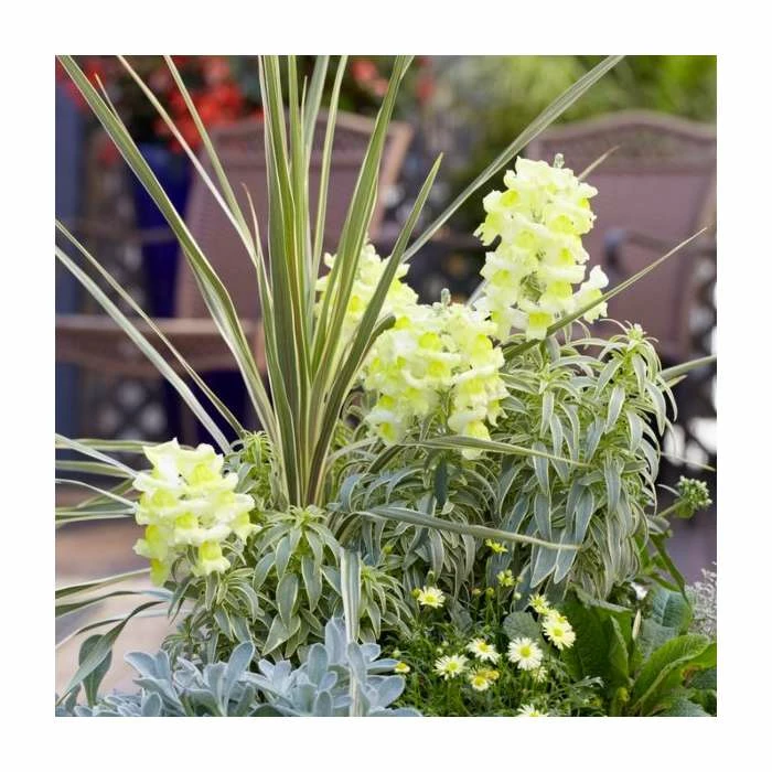 2ft Cordyline 'Torbay Dazzler' | 2 Litre Pot 1 2ft Cordyline 'Torbay Dazzler' | 2 Litre Pot