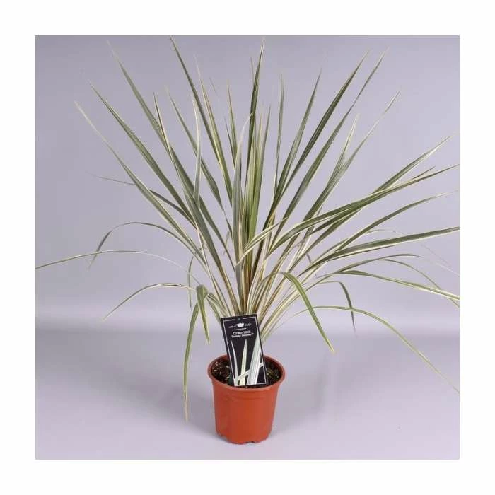 2ft Cordyline 'Torbay Dazzler' | 2 Litre Pot 2 2ft Cordyline 'Torbay Dazzler' | 2 Litre Pot - Image 2