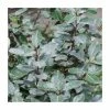 25-30cm Elaeagnus x ebbingei | 17cm Pot