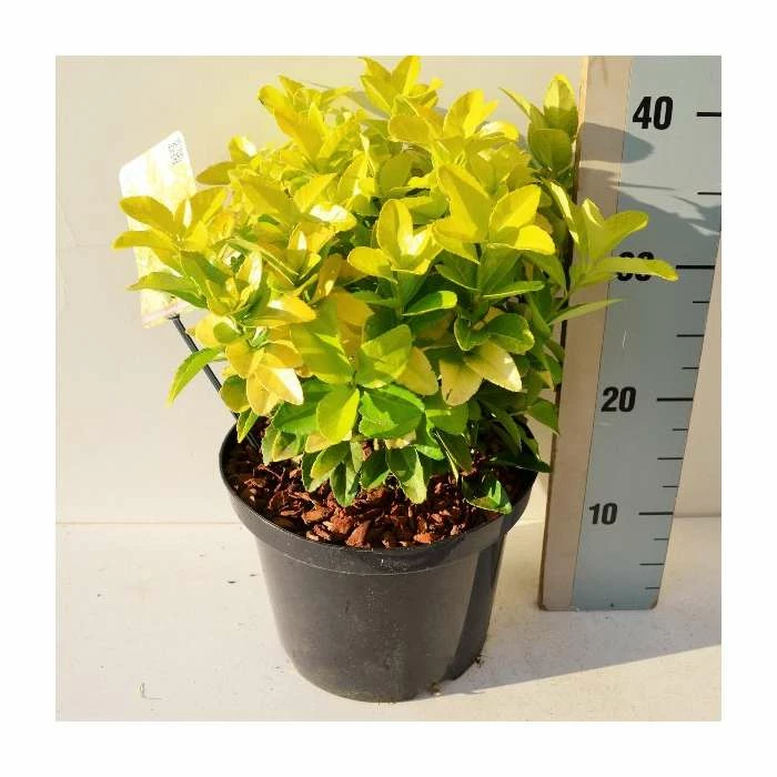 30-35cm Euonymus japonicus 'El Dorado' | 17cm Pot 2 30-35cm Euonymus japonicus 'El Dorado' | 17cm Pot - Image 2