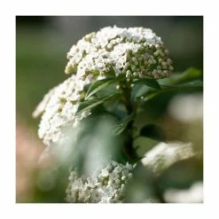 30-35cm Viburnum tinus | 17cm Pot