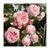 'Giardina' Climber Rose - 5.5L Pot