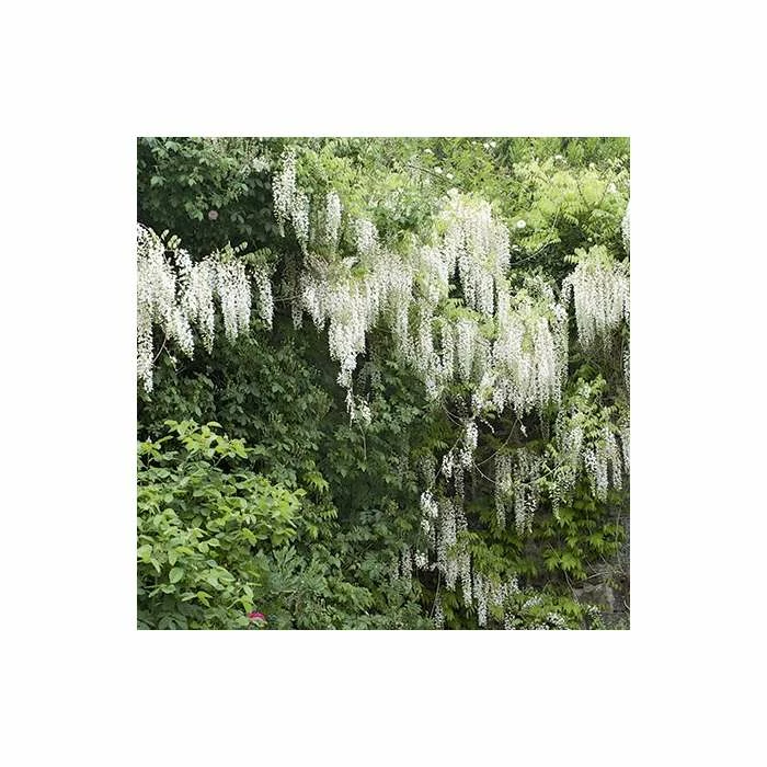 4ft Wisteria Trellis | 18L Trough | Wisteria brachybotrys 'Shiro|Kapitan' 4 4ft Wisteria Trellis | 18L Trough | Wisteria brachybotrys 'Shiro|Kapitan' - Image 4