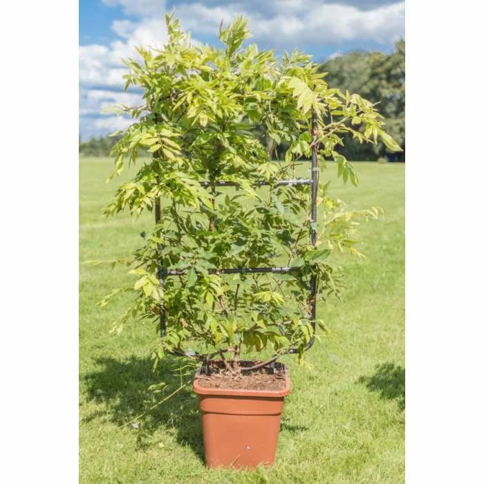 4ft Wisteria Trellis | 18L Trough | Wisteria brachybotrys 'Shiro|Kapitan' 1 4ft Wisteria Trellis | 18L Trough | Wisteria brachybotrys 'Shiro|Kapitan'