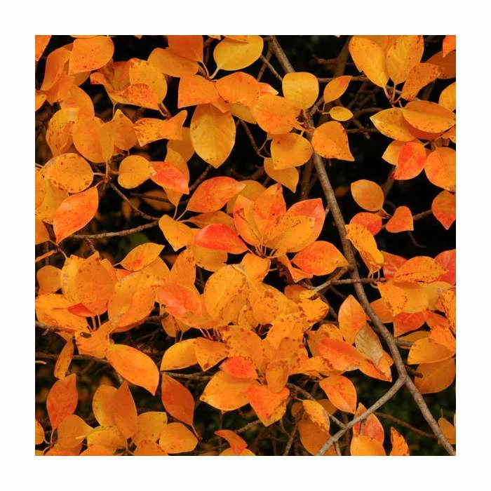 Nyssa sylvatica | Tupelo Tree | 9L Pot | 120-150cm 2 Nyssa sylvatica | Tupelo Tree | 9L Pot | 120-150cm - Image 2