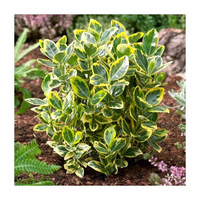 15cm Euonymus japonicus 'Ovatus Aureus' | 9cm Pot 1 15cm Euonymus japonicus 'Ovatus Aureus' | 9cm Pot