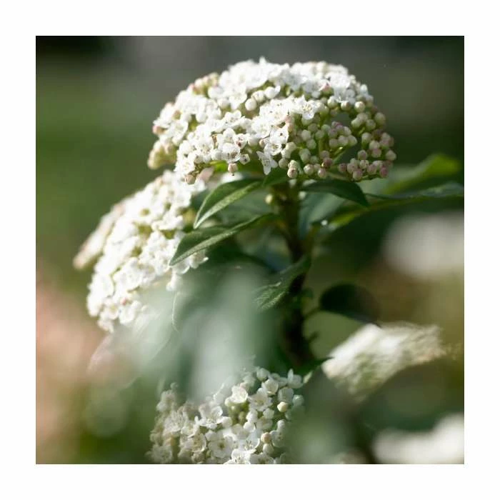 20cm Viburnum tinus | Laurustinus | 9cm Pot 1 20cm Viburnum tinus | Laurustinus | 9cm Pot