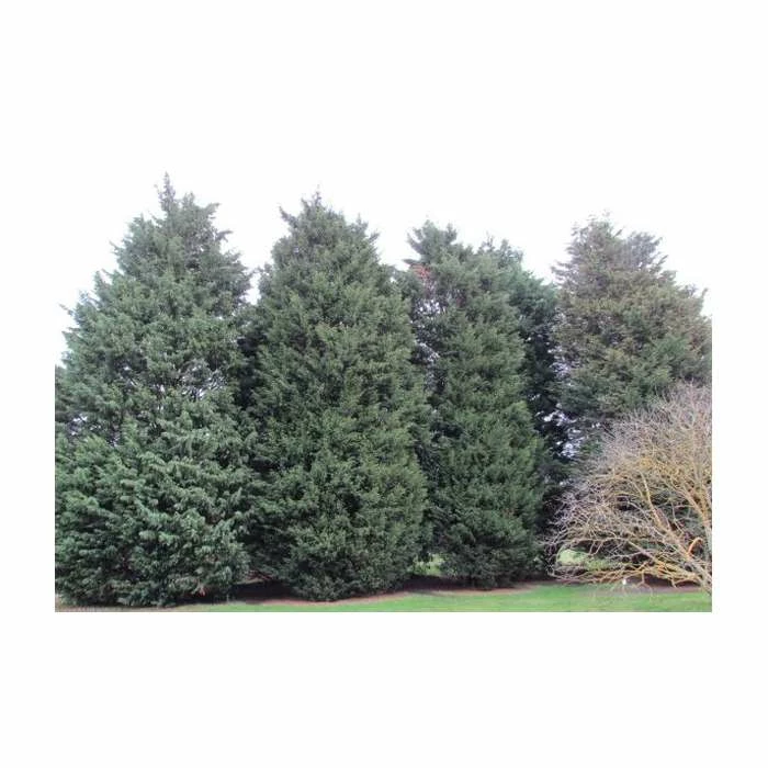 30cm Leyland Cypress | Cupressocyparis leylandii 'Haggerston Grey' | 9cm Pot 1 30cm Leyland Cypress | Cupressocyparis leylandii 'Haggerston Grey' | 9cm Pot