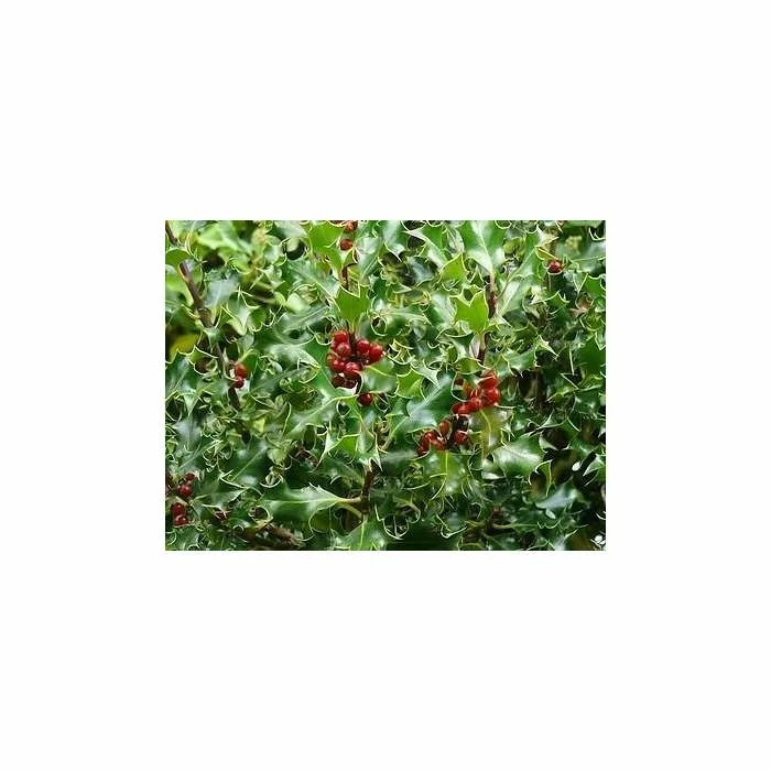 30cm Common Holly | Ilex aquifolium | 9cm Pot 1 30cm Common Holly | Ilex aquifolium | 9cm Pot