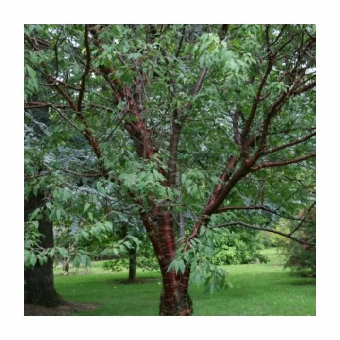 Prunus serrula | Tibetan Cherry Blossom Tree 1 Prunus serrula | Tibetan Cherry Blossom Tree