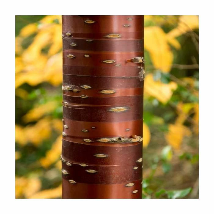 Prunus serrula | Tibetan Cherry Blossom Tree 2 Prunus serrula | Tibetan Cherry Blossom Tree - Image 2