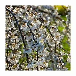 Prunus yedoensis 'Ivensii' | Cherry Blossom Tree 5 Prunus yedoensis 'Ivensii' | Cherry Blossom Tree -Roots Shop PL9239058 add image 1 2105