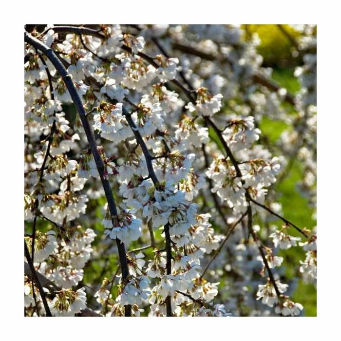 Prunus yedoensis 'Ivensii' | Cherry Blossom Tree 3 Prunus yedoensis 'Ivensii' | Cherry Blossom Tree - Image 3
