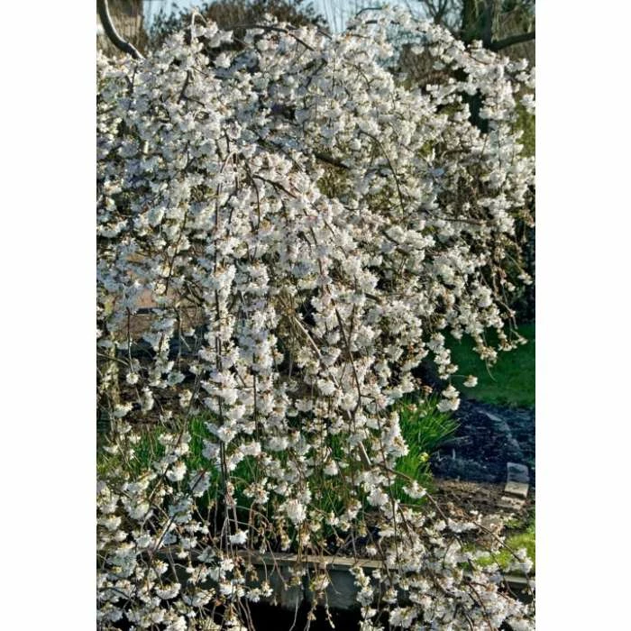 Prunus yedoensis 'Ivensii' | Cherry Blossom Tree 1 Prunus yedoensis 'Ivensii' | Cherry Blossom Tree