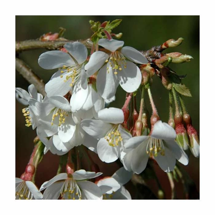 Prunus yedoensis 'Ivensii' | Cherry Blossom Tree 2 Prunus yedoensis 'Ivensii' | Cherry Blossom Tree - Image 2