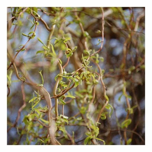 Corkscrew Willow Salix Matsudana 'Tortousa' Roots Shop