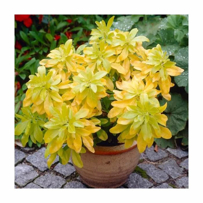 10 - 15cm Choisya ternata 'Sundance' | 9cm Pot 2 10 - 15cm Choisya ternata 'Sundance' | 9cm Pot - Image 2