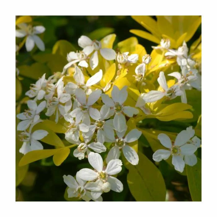 10 - 15cm Choisya ternata 'Sundance' | 9cm Pot 1 10 - 15cm Choisya ternata 'Sundance' | 9cm Pot