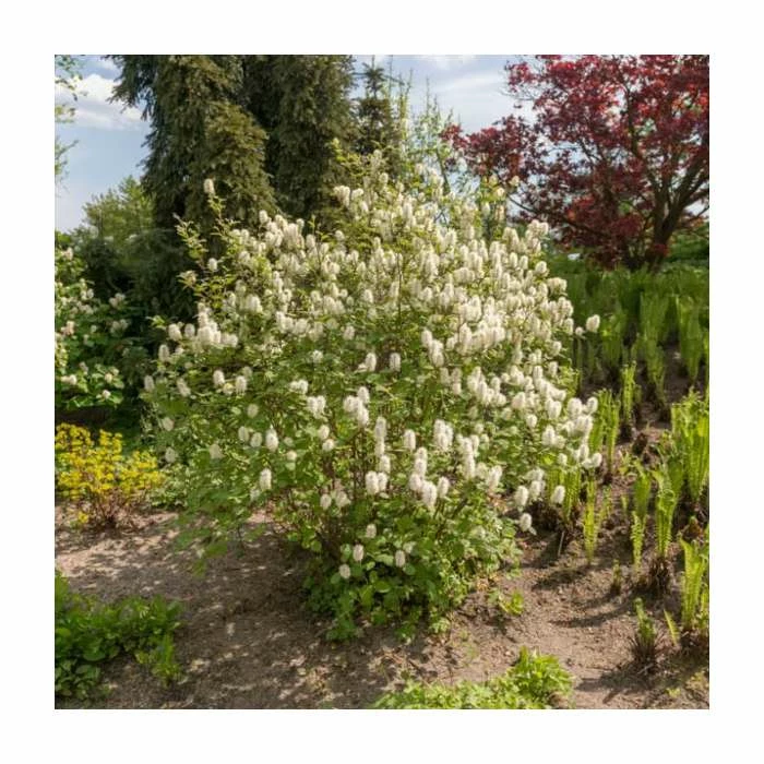10 - 15cm Fothergilla major | Mountain Witch Alder | 9cm Pot 2 10 - 15cm Fothergilla major | Mountain Witch Alder | 9cm Pot - Image 2