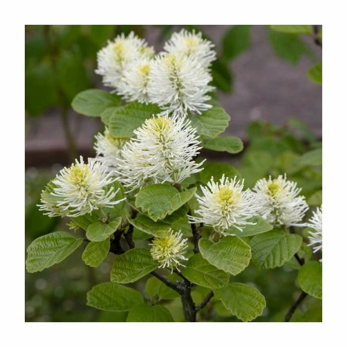 10 - 15cm Fothergilla major | Mountain Witch Alder | 9cm Pot 1 10 - 15cm Fothergilla major | Mountain Witch Alder | 9cm Pot