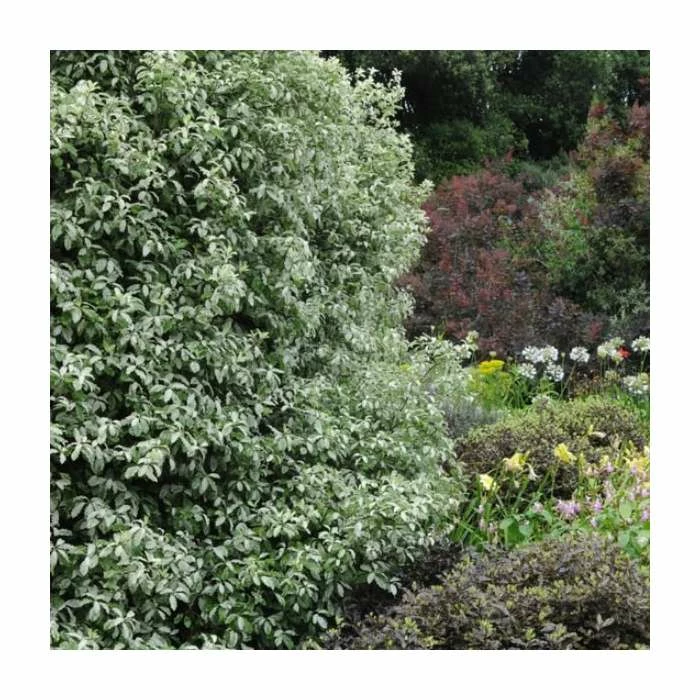 15 - 20cm Pittosporum tenuifolium 'Victoria' | 9cm Pot 1 15 - 20cm Pittosporum tenuifolium 'Victoria' | 9cm Pot