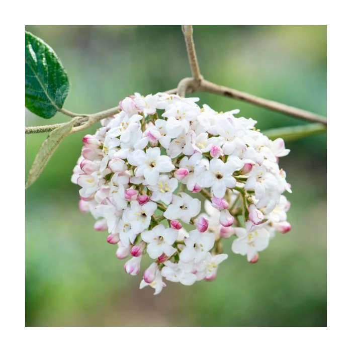 15 - 20cm Viburnum x burkwoodii | Burkwood viburnum | 9cm Pot 1 15 - 20cm Viburnum x burkwoodii | Burkwood viburnum | 9cm Pot