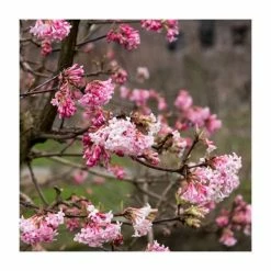 15 - 20cm Viburnum x bodnantense 'Dawn' | 9cm Pot