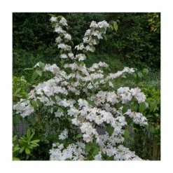 10 - 15cm Viburnum plicatum 'Lanarth' | 9cm Pot
