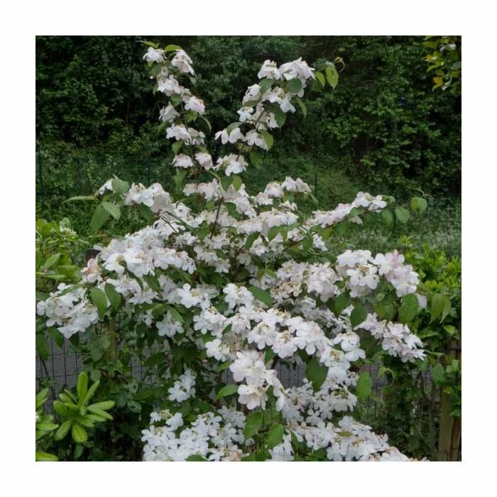 10 - 15cm Viburnum plicatum 'Lanarth' | 9cm Pot 1 10 - 15cm Viburnum plicatum 'Lanarth' | 9cm Pot