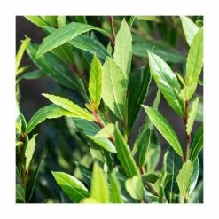10 - 15cm Laurus nobilis 'Little Ragu' | 9cm Pot