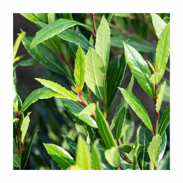 10 - 15cm Laurus nobilis 'Little Ragu' | 9cm Pot 1 10 - 15cm Laurus nobilis 'Little Ragu' | 9cm Pot