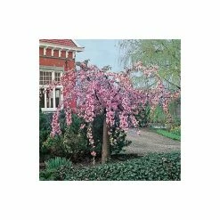 Prunus 'Kiku-shidare-zakura' | Weeping Cherry Blossom Tree | 10L Pot | 180-200cm 11 Prunus 'Kiku-shidare-zakura' | Weeping Cherry Blossom Tree | 10L Pot | 180-200cm -Roots Shop PL925220 add image 2 8fd0