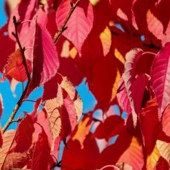 Prunus 'Kiku-shidare-zakura' | Weeping Cherry Blossom Tree | 10L Pot | 180-200cm 13 Prunus 'Kiku-shidare-zakura' | Weeping Cherry Blossom Tree | 10L Pot | 180-200cm -Roots Shop PL925220 add image 4 3a0a