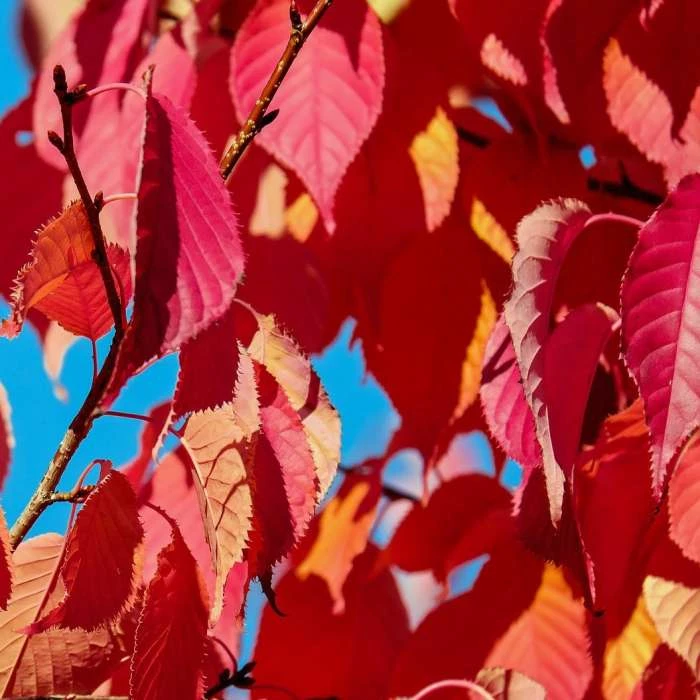 Prunus 'Kiku-shidare-zakura' | Weeping Cherry Blossom Tree | 10L Pot | 180-200cm 6 Prunus 'Kiku-shidare-zakura' | Weeping Cherry Blossom Tree | 10L Pot | 180-200cm - Image 6